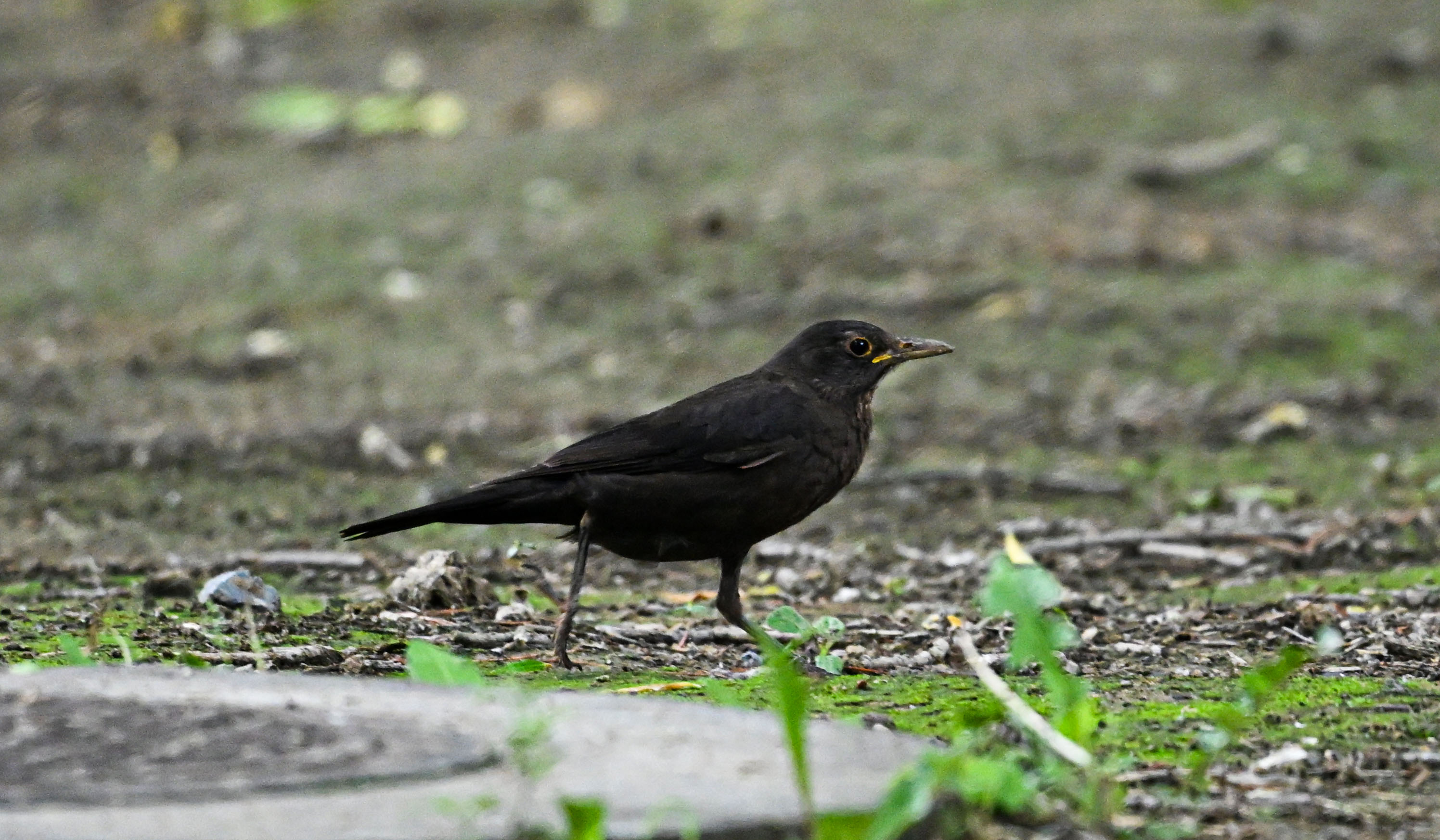 Blackbird