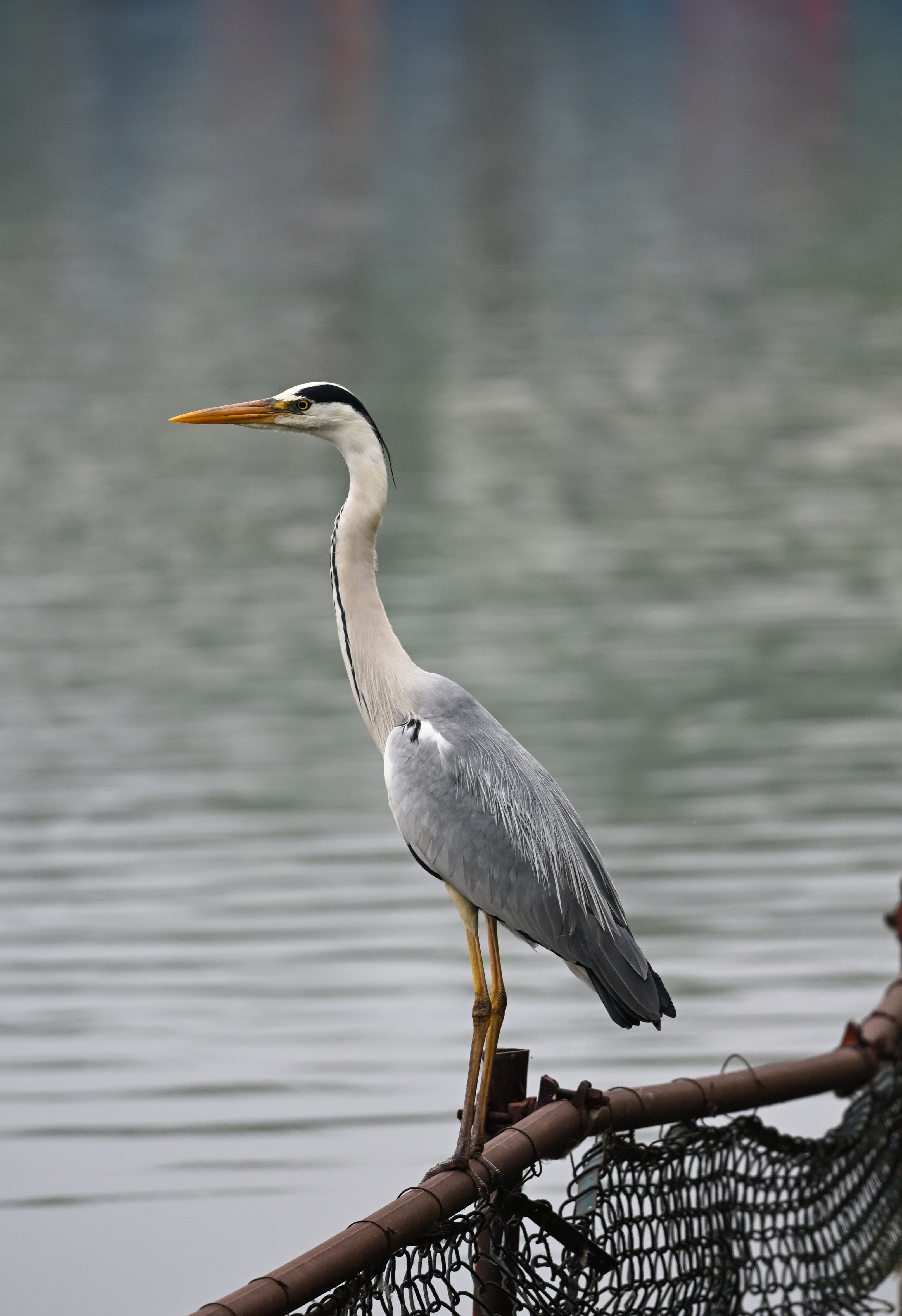 Grey Heron