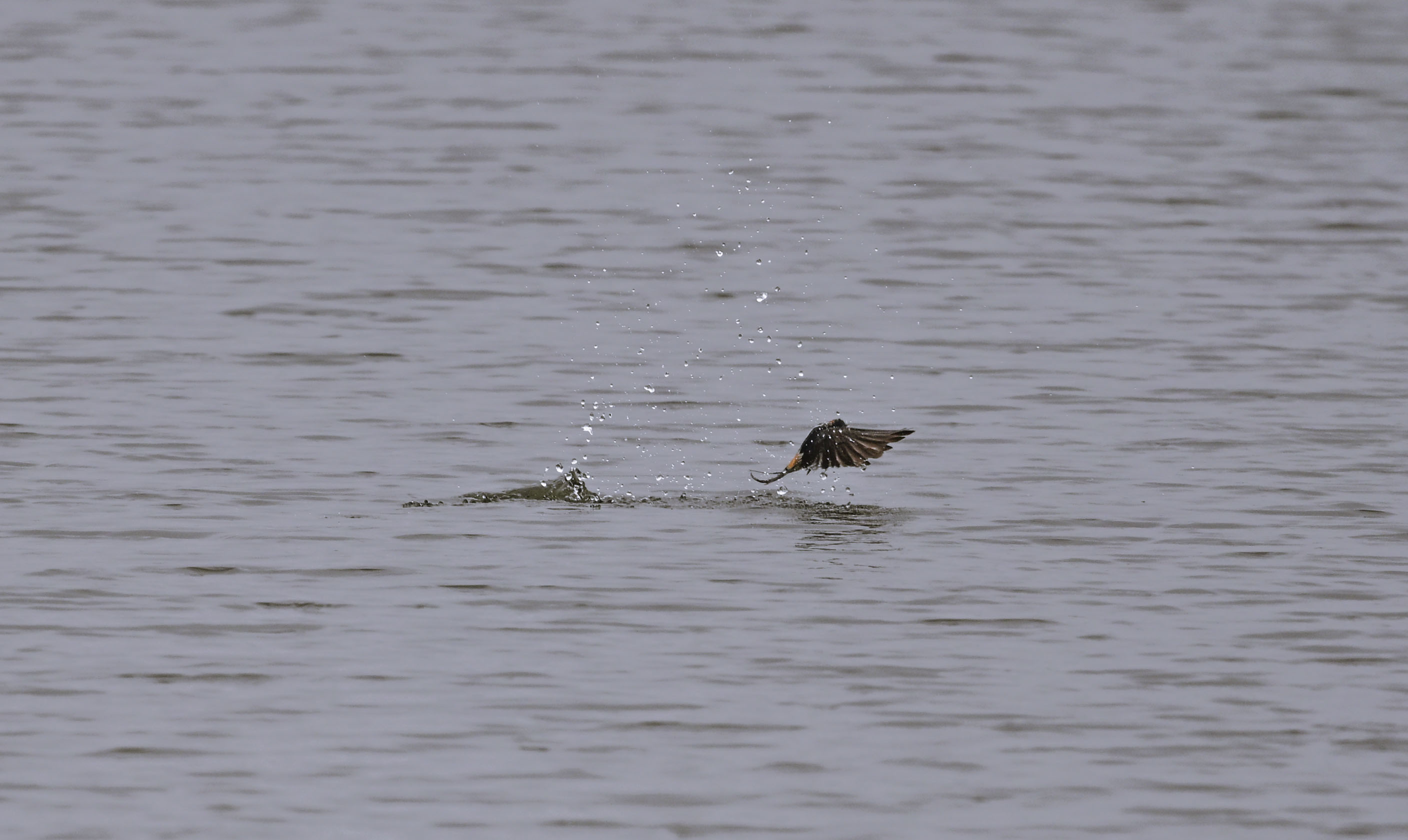 Distant Waterbird