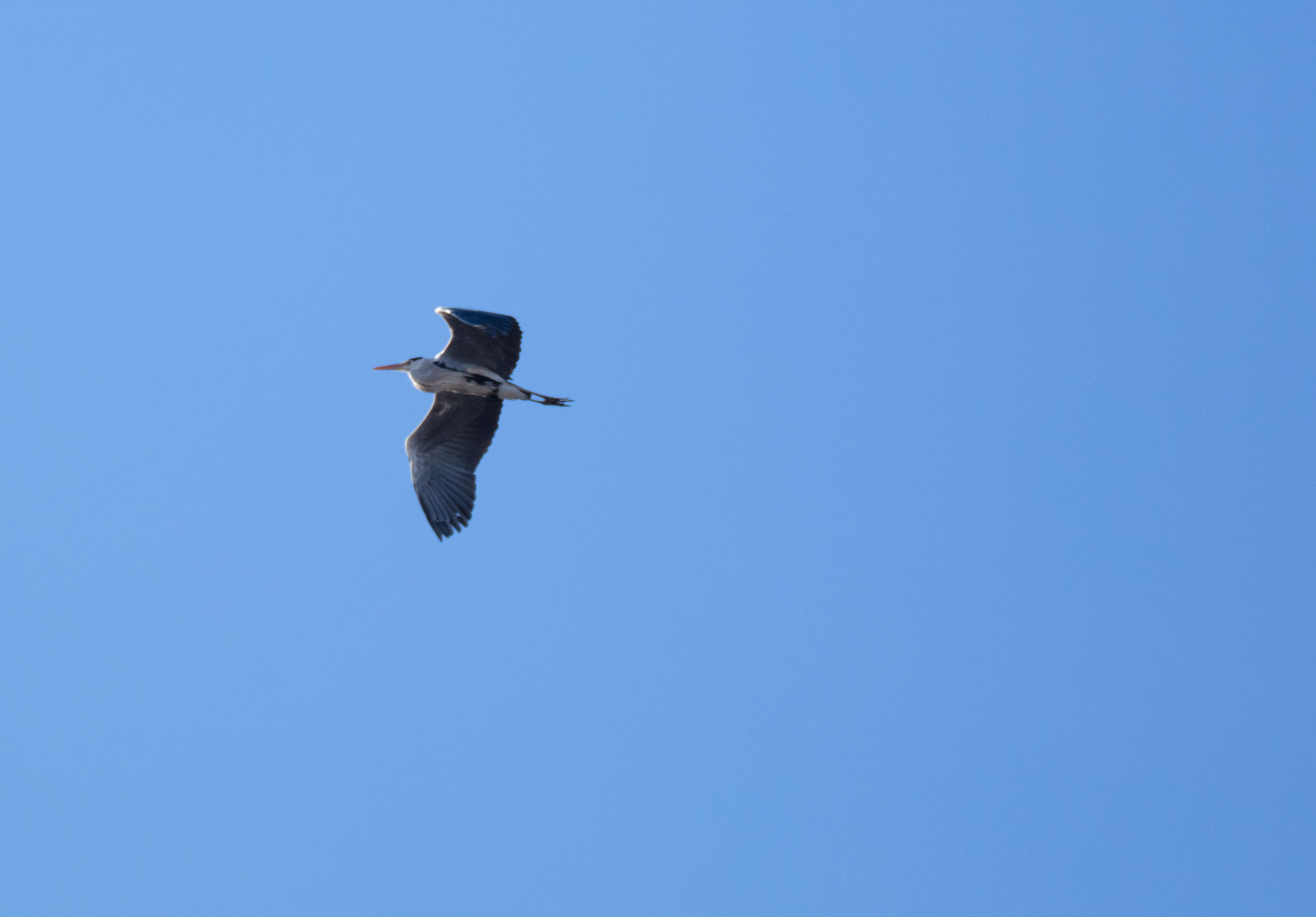 Bird in Blue Sky