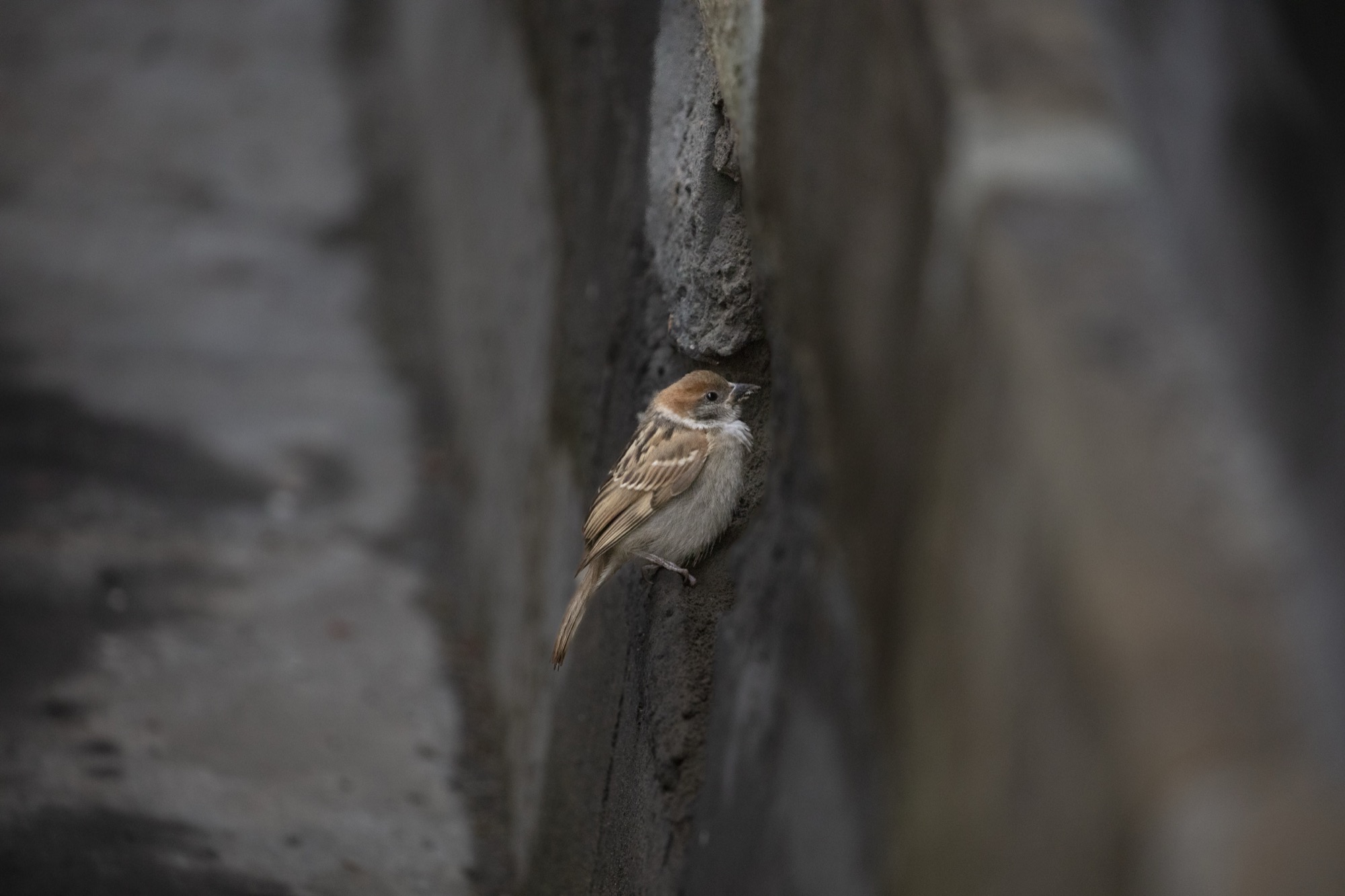 Sparrow