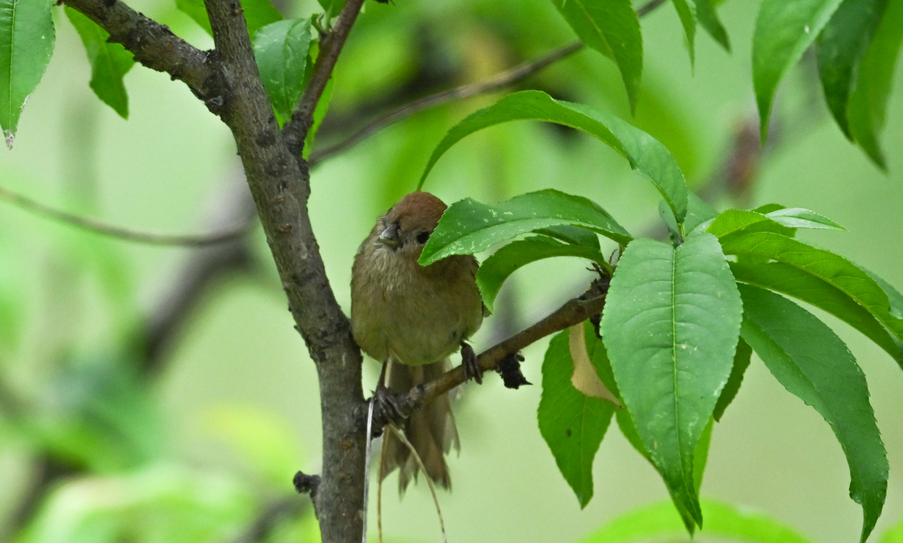 Small Bird in Green Leaves