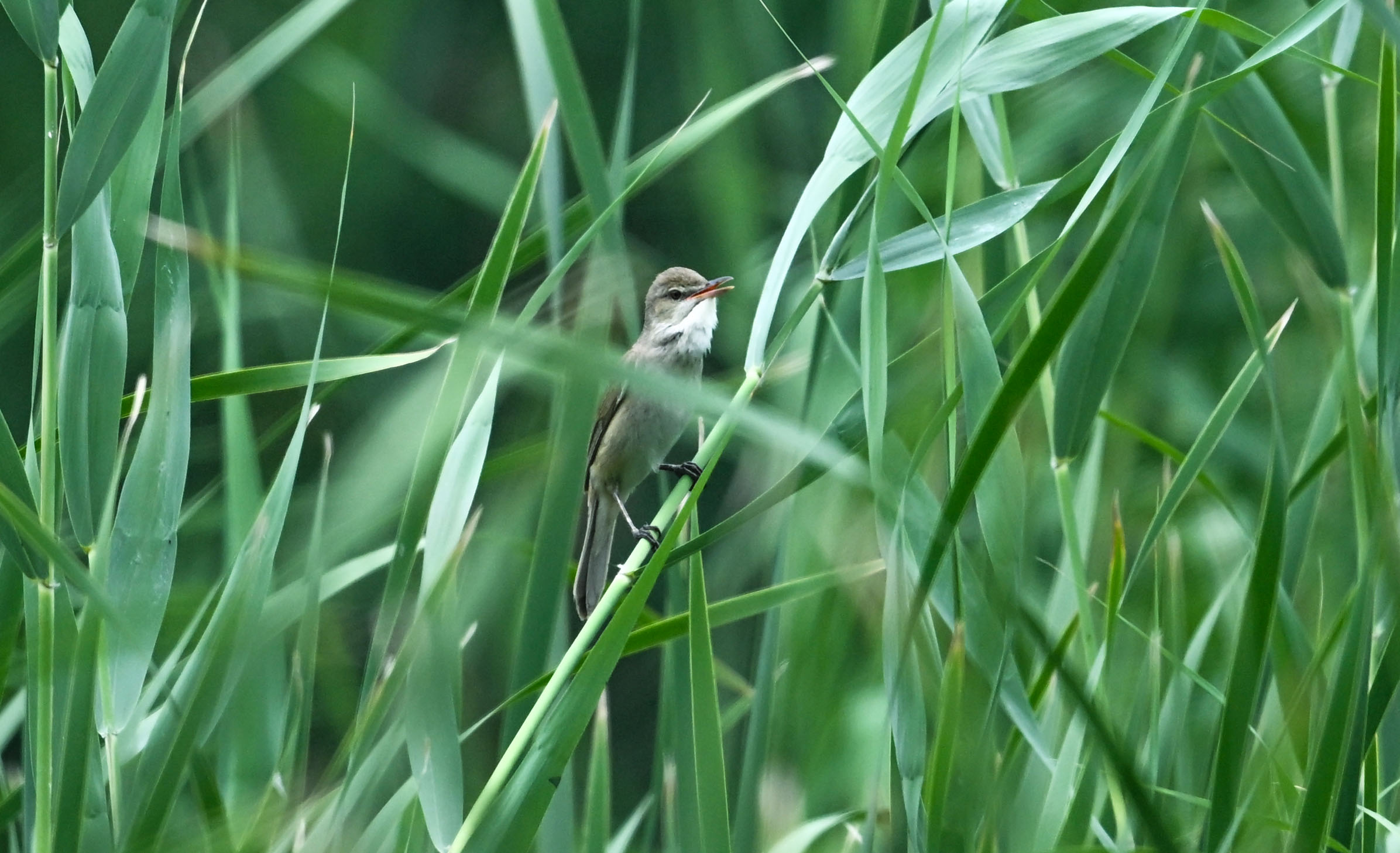Reed Bird Portrait