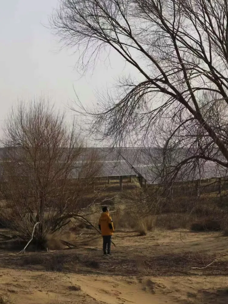 Desert tree and solar arrays in the Tengger Desert