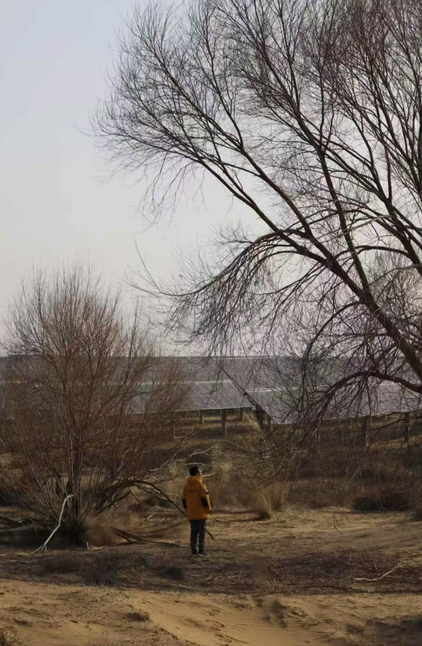 Desert Tree, Solar Portrait