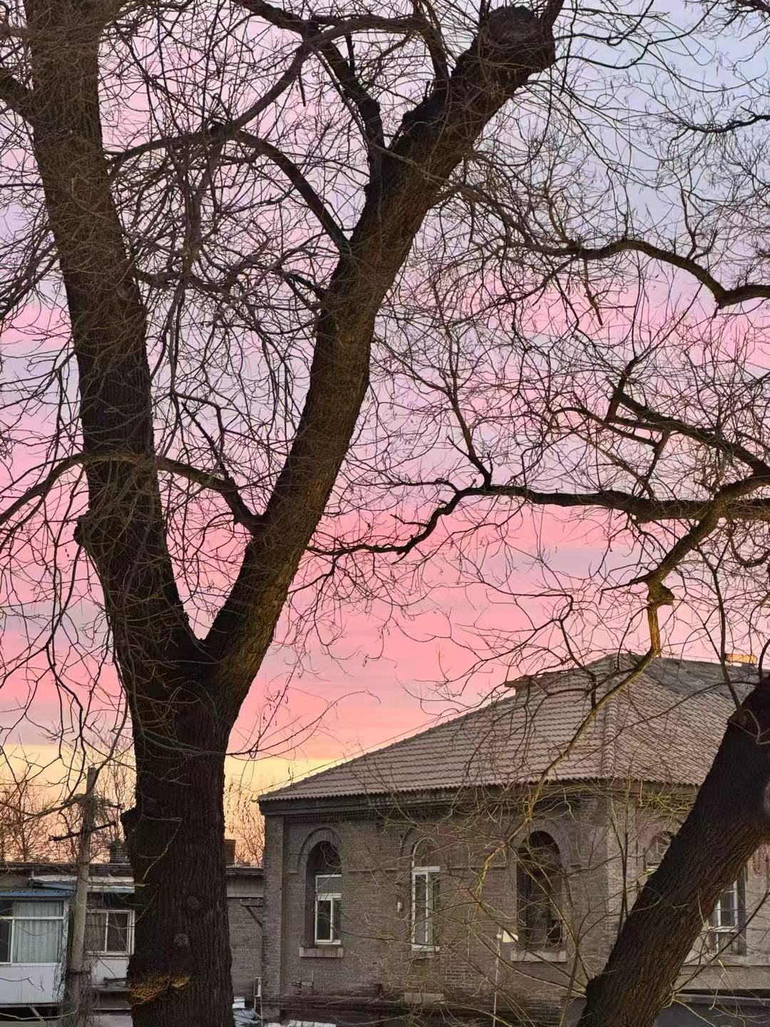 Twilight, Tree and Rooftop