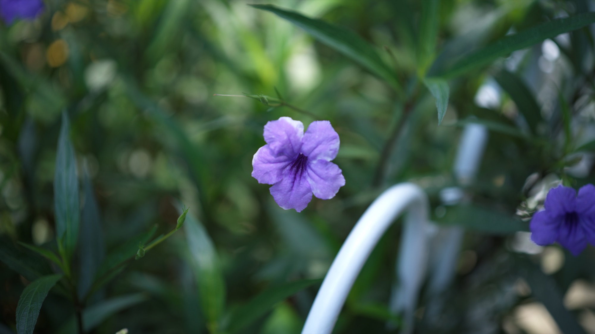 Purple Flower and Shadow