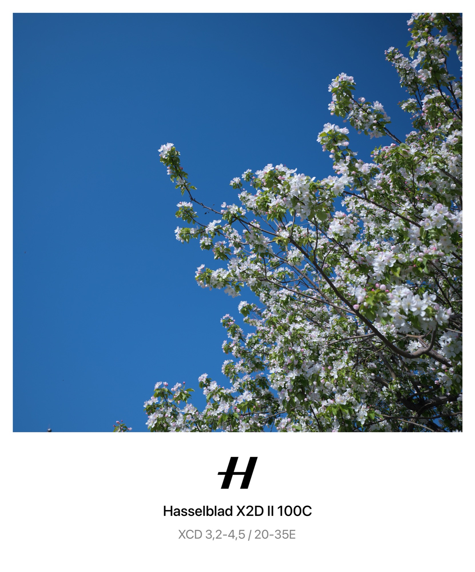 Blossom Sky, Poster