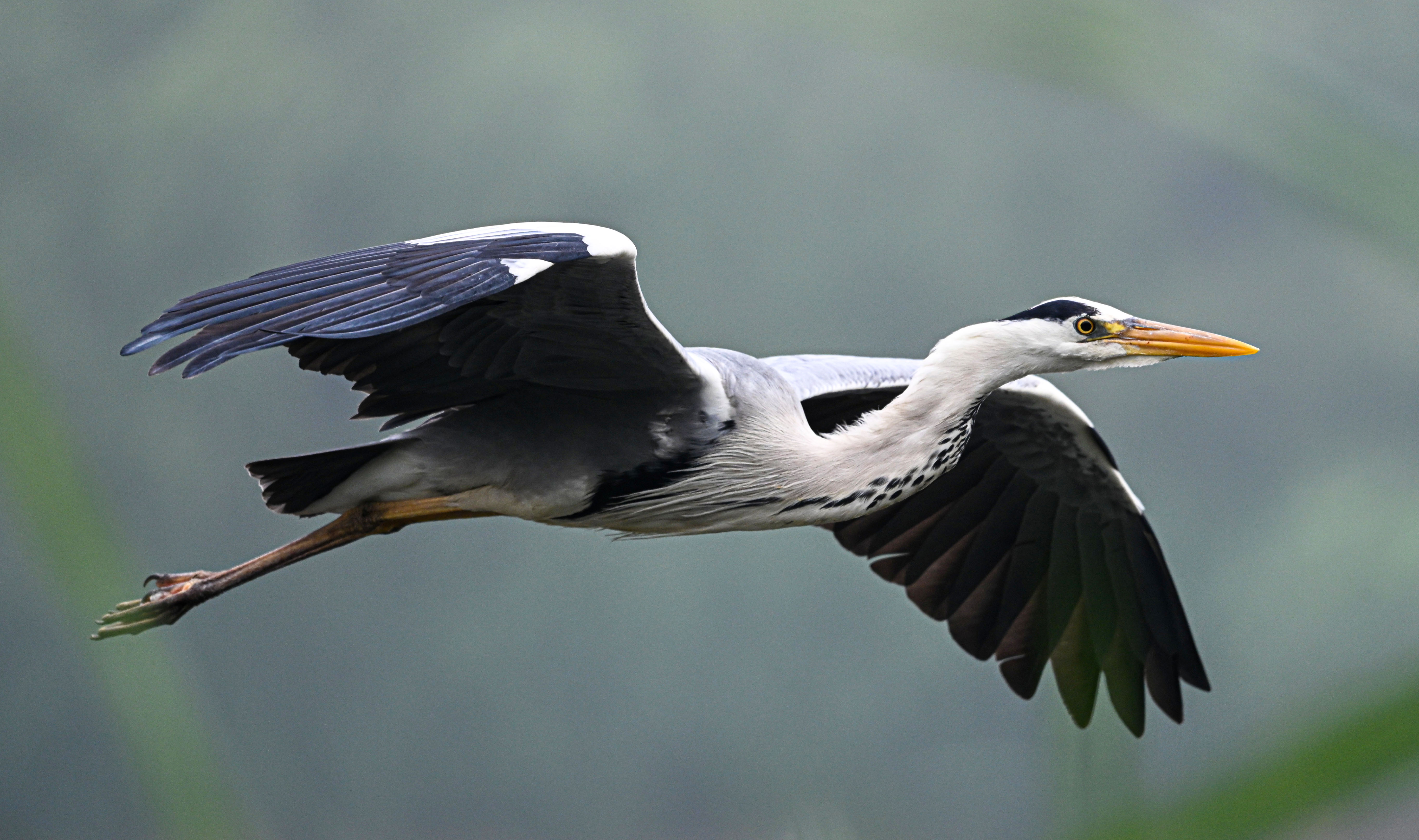 Grey Heron in Flight