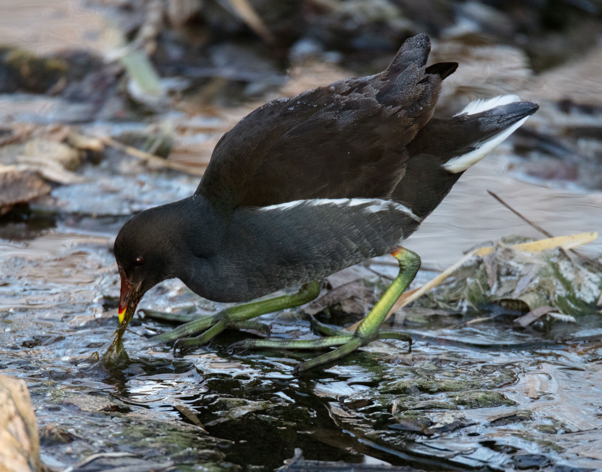 Moorhen