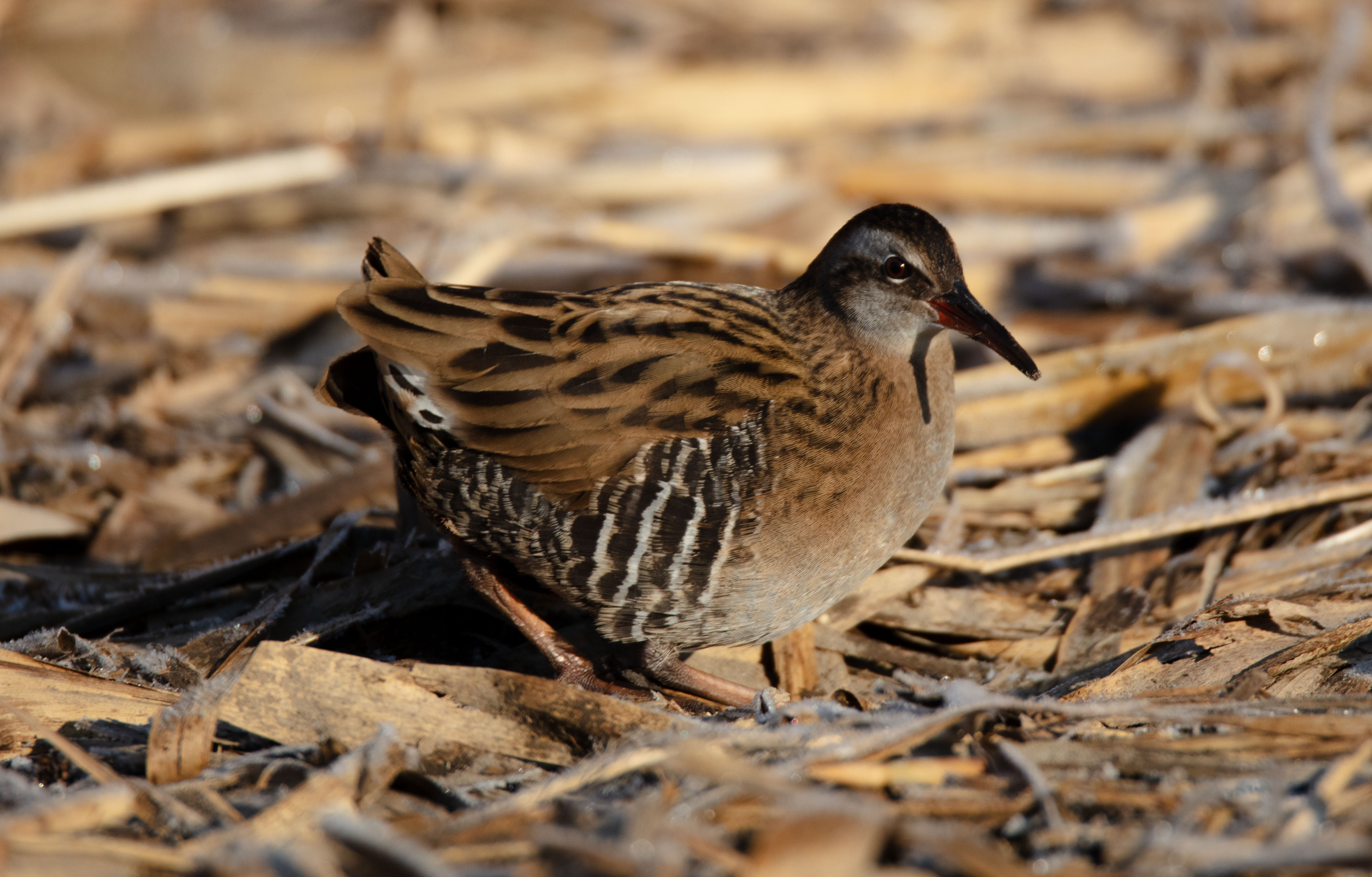 Water Rail in Reeds