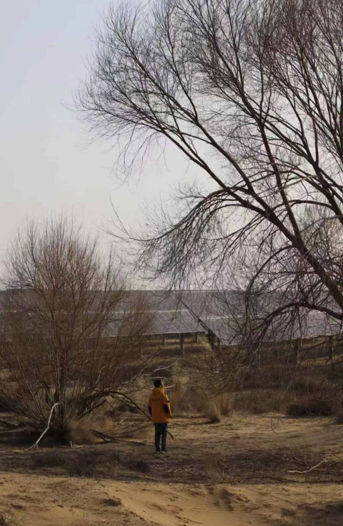 Desert Tree, Solar Portrait